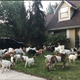 Illustration for article titled Goats On The Lam